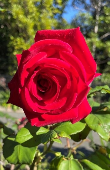 Red rose representing growth care and the nurturing of student wellbeing within the school environment